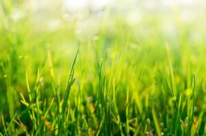 Duurzame innovatie uit de sector: eiwitten uit gras