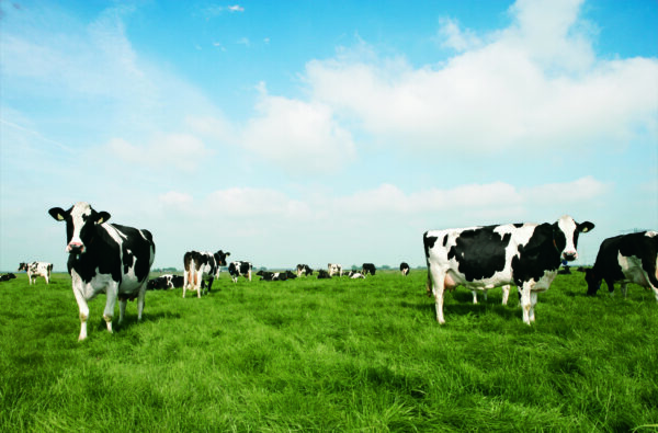 koeien in wei groot bew scaled aspect ratio 500 329